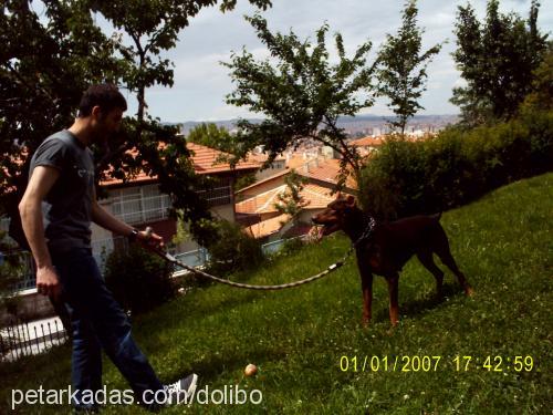 doli Dişi Doberman Pinscher