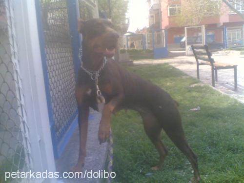 doli Dişi Doberman Pinscher