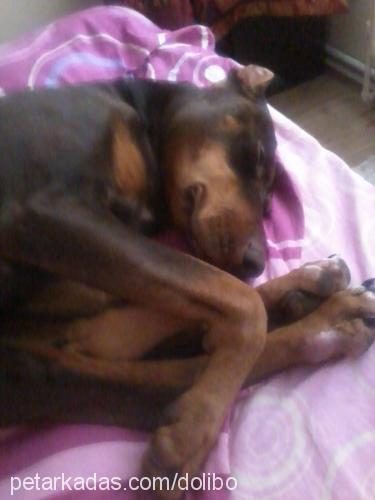 doli Dişi Doberman Pinscher