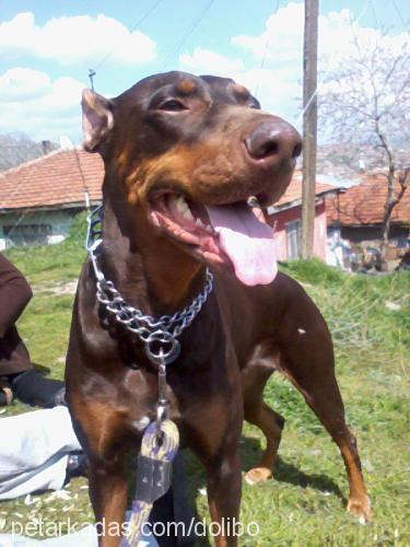 doli Dişi Doberman Pinscher