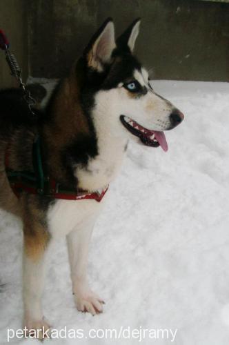 istanbul Dişi Sibirya Kurdu (Husky)