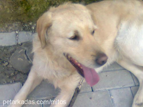 mitos Erkek Golden Retriever