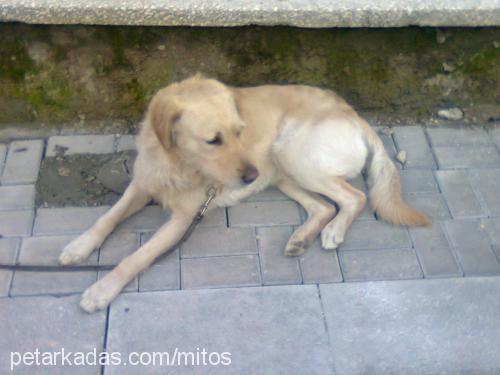 mitos Erkek Golden Retriever