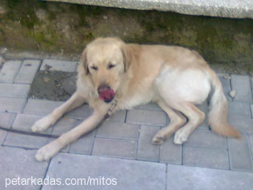 mitos Erkek Golden Retriever