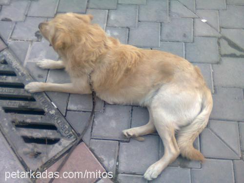 mitos Erkek Golden Retriever