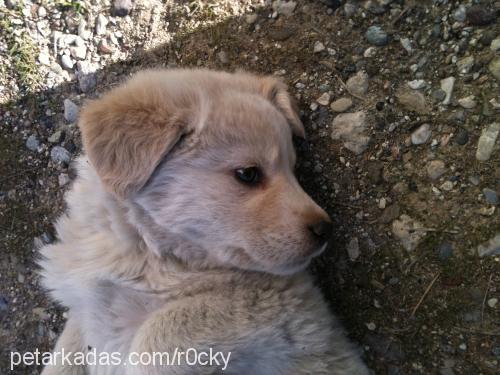 rocky Erkek Golden Retriever