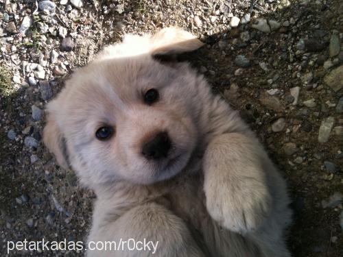 rocky Erkek Golden Retriever