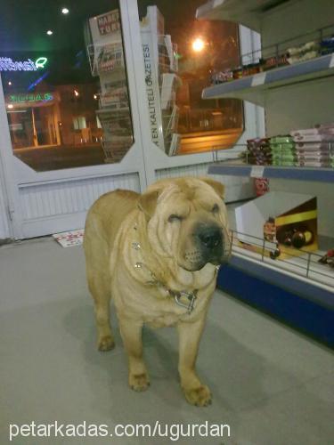 buruşuk Dişi Çin Shar-Pei