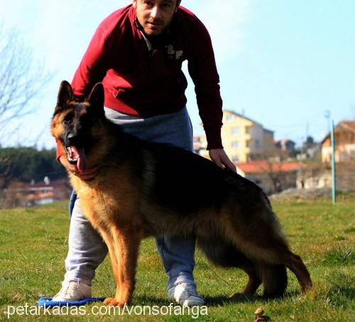 krissvonsofanga Erkek Alman Çoban Köpeği