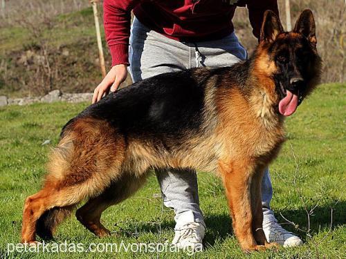 krissvonsofanga Erkek Alman Çoban Köpeği