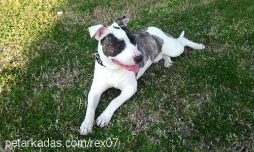 rex Erkek Amerikan Staffordshire Terrier