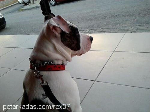 rex Erkek Amerikan Staffordshire Terrier