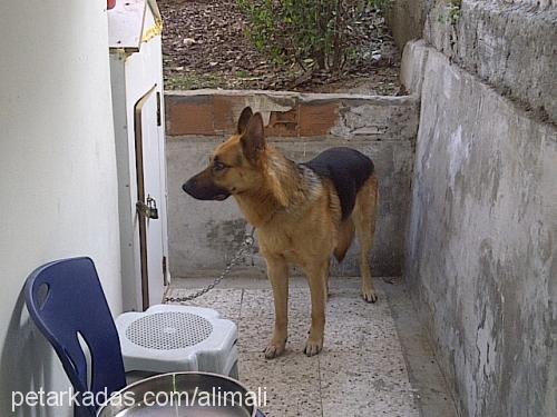 cesur Erkek Alman Çoban Köpeği