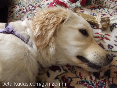 badem Dişi Golden Retriever