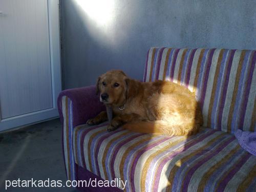 şanslı Dişi Golden Retriever