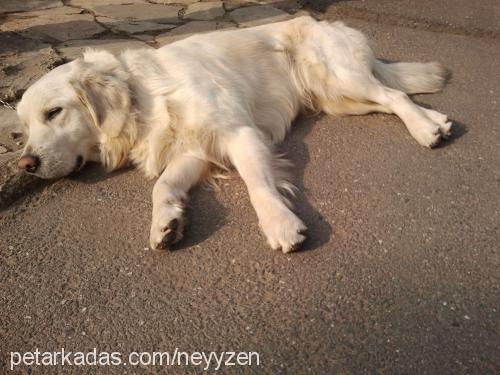 paşa Erkek Golden Retriever