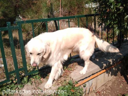 paşa Erkek Golden Retriever