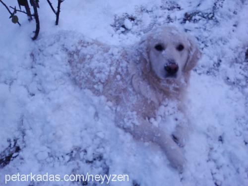 paşa Erkek Golden Retriever