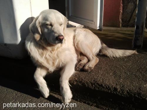 paşa Erkek Golden Retriever