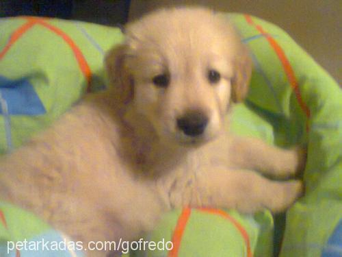 gofret Erkek Golden Retriever