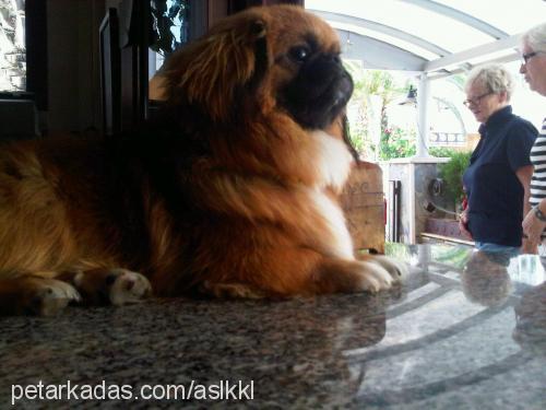 chucky Erkek Pekingese