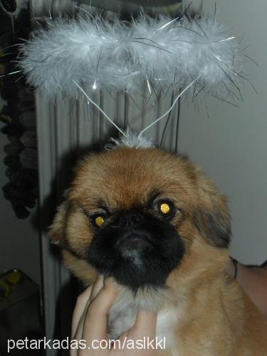 chucky Erkek Pekingese