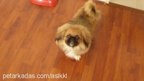 chucky Erkek Pekingese