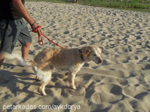 dorya Dişi Golden Retriever