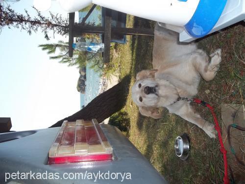 dorya Dişi Golden Retriever