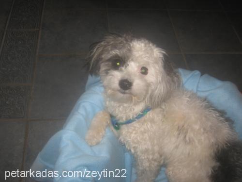 zeytin Dişi Poodle (Standart Kaniş)