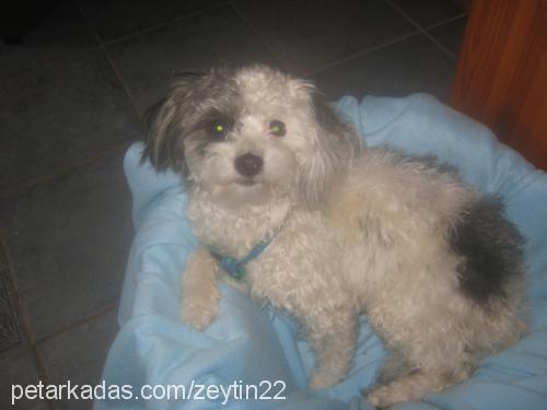 zeytin Dişi Poodle (Standart Kaniş)