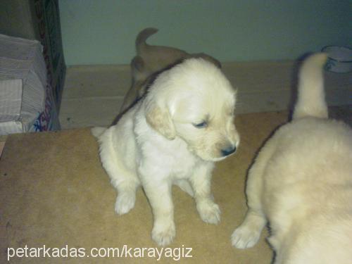 zilli Dişi Golden Retriever