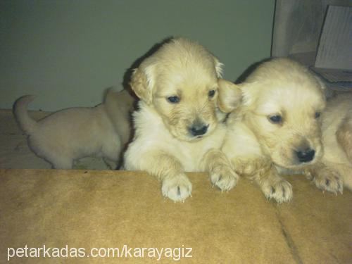 zilli Dişi Golden Retriever