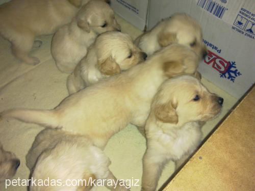 zilli Dişi Golden Retriever