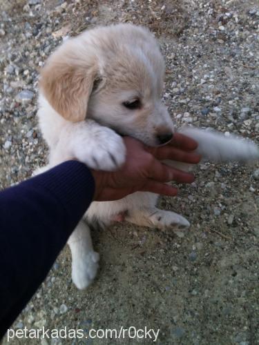 rocky Erkek Golden Retriever