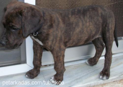 paşa Erkek Cane Corso Italiano