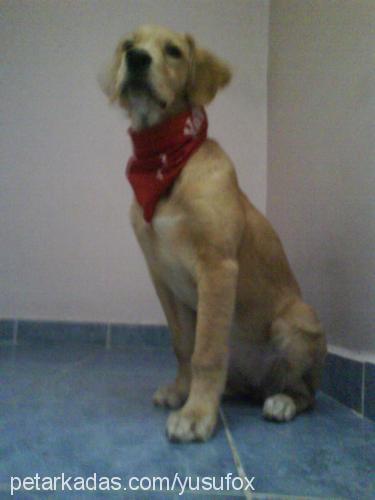 aşi Dişi Golden Retriever