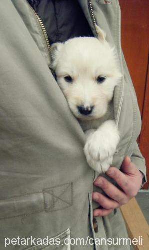 daisy Dişi Golden Retriever