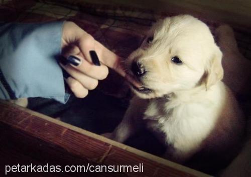 daisy Dişi Golden Retriever