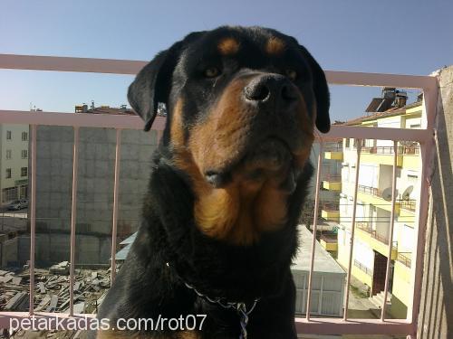 rot Erkek Rottweiler