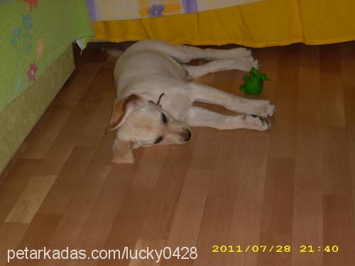 lucky Erkek Labrador Retriever