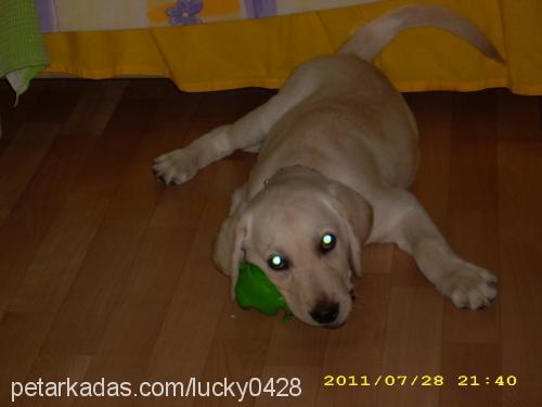 lucky Erkek Labrador Retriever