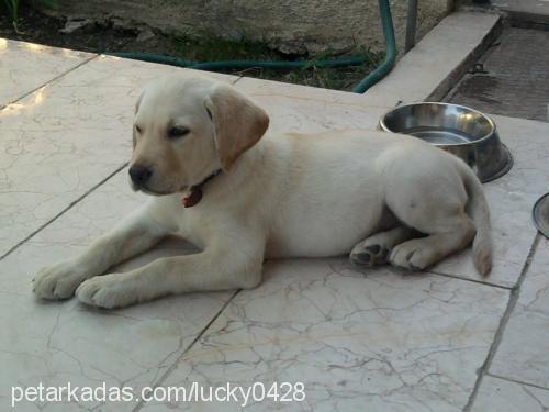 lucky Erkek Labrador Retriever