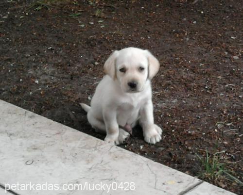 lucky Erkek Labrador Retriever