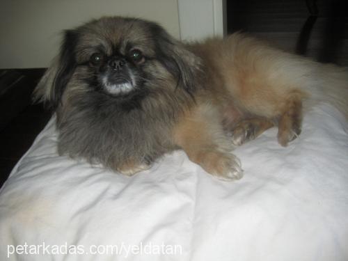 ernie Erkek Pekingese