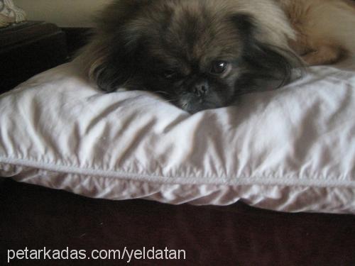 ernie Erkek Pekingese