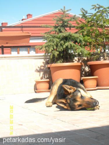 poyraz Dişi Alman Çoban Köpeği