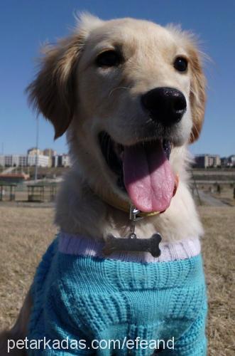 roxie Dişi Golden Retriever