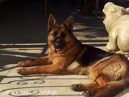 tequila Dişi Alman Çoban Köpeği