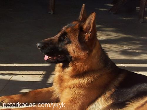 tequila Dişi Alman Çoban Köpeği